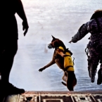 canine courage