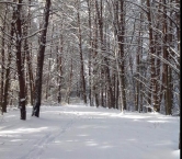The woods behind Brenda's house in beautiful East TN