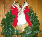 Jackalope in the Christmas spirit  - Carla A