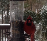 From Kelly Ann's kitchen window