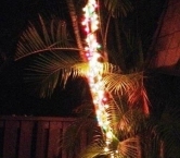 Winter in Florida - Susan S