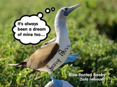 blue-footed-booby