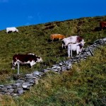 Cliffs of Moher - Cows